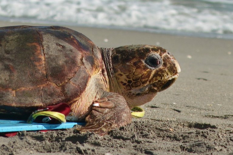 Endangered loggerhead sea turtle released to Atlantic Ocean from Florida beach | iNFOnews.ca
