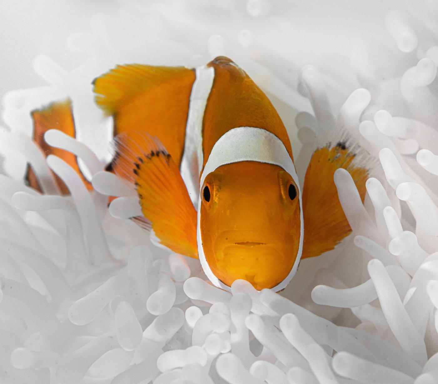 Clownfish shrink their bodies to survive ocean heat waves | iNFOnews.ca