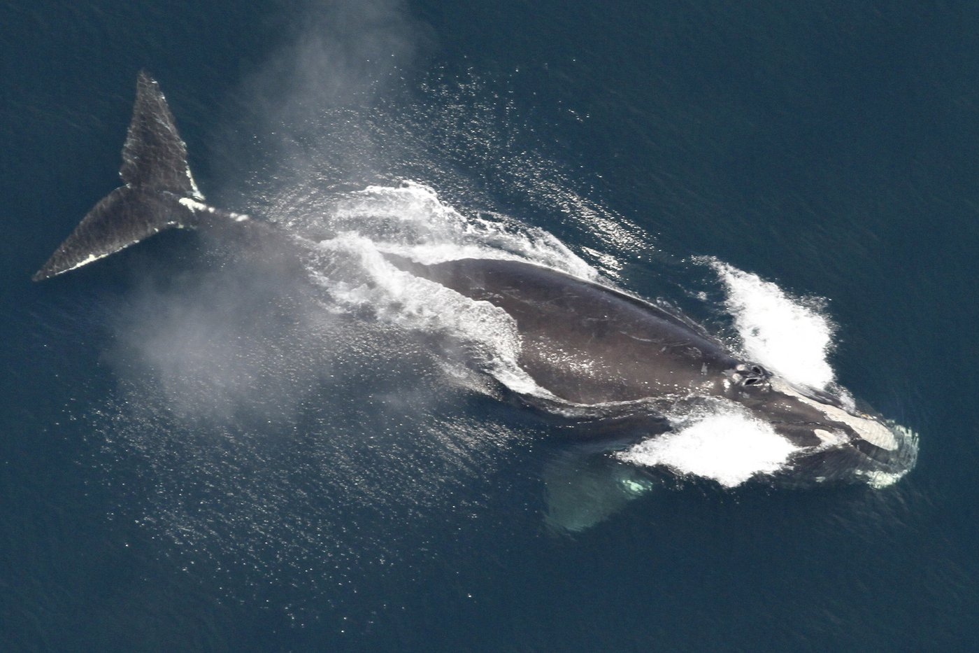 Right whale population grows 4% but extinction remains a threat | iNFOnews.ca