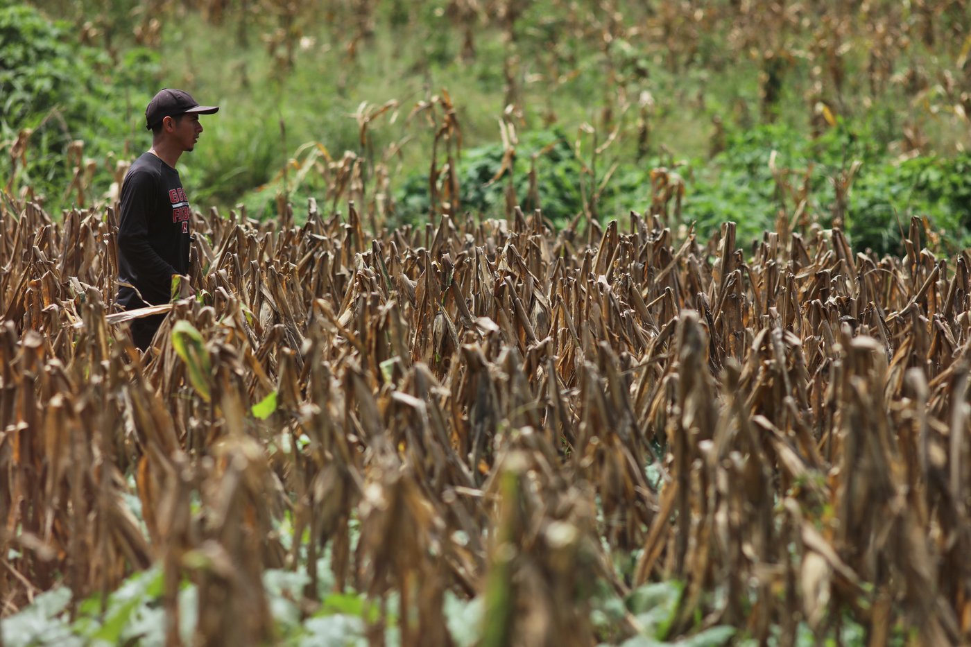 In Honduras, hard hit by drought, authorities hope to make it rain using contentious tactic | iNFOnews.ca In Honduras, hard hit by drought, authorities hope to make it rain using contentious tactic | iNFOnews.ca
