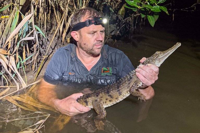 Crocodile caught in an Australian creek 1,200 miles from its tropical habitat | iNFOnews.ca