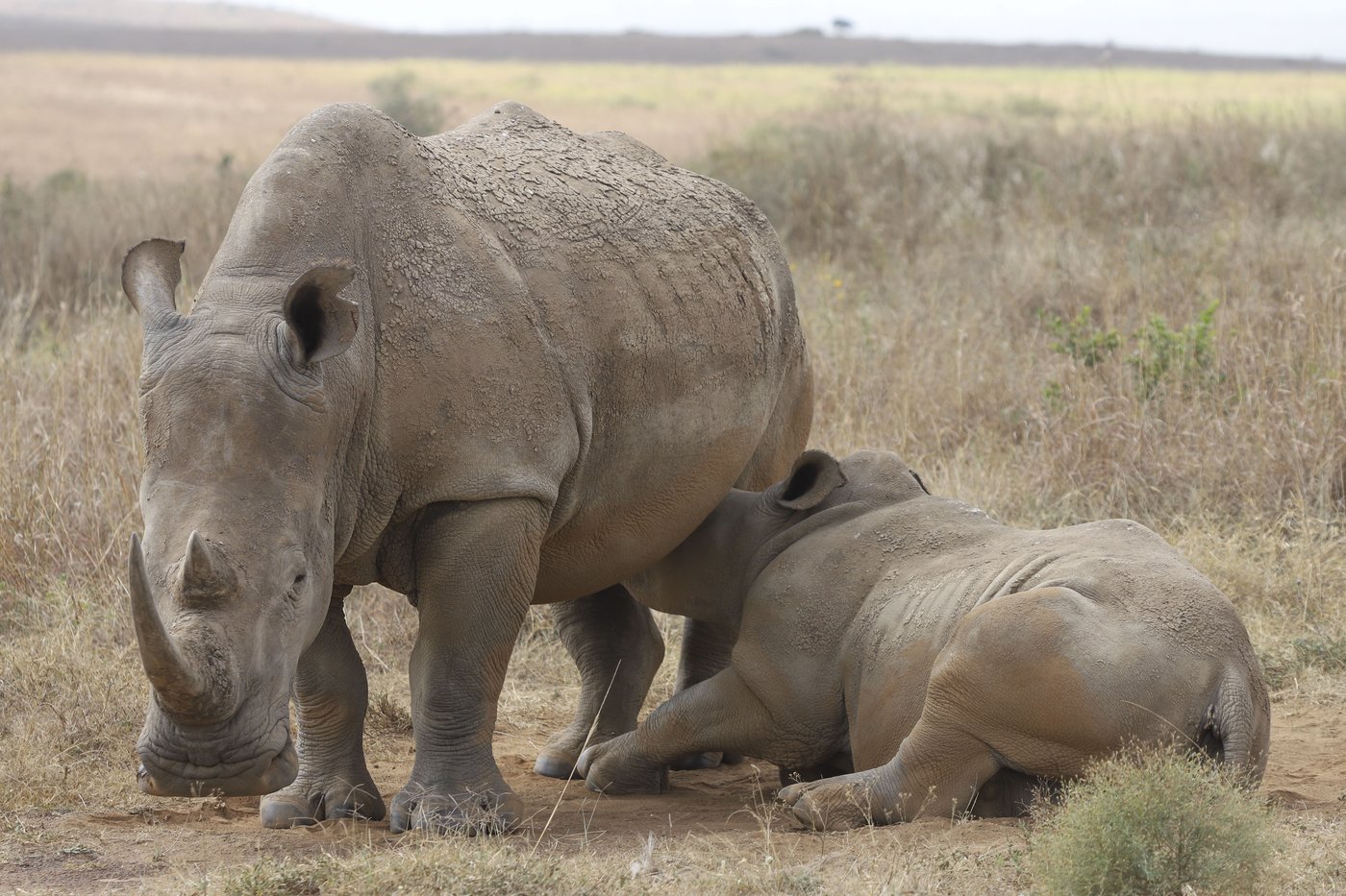 The number of rhinos is slightly up but poaching has increased too | iNFOnews.ca