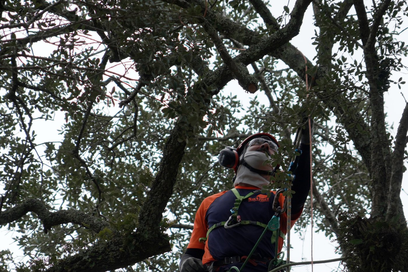 Preservationists are working to extend the life of a rare Revolutionary War 'witness tree' | iNFOnews.ca Preservationists are working to extend the life of a rare Revolutionary War 'witness tree' | iNFOnews.ca