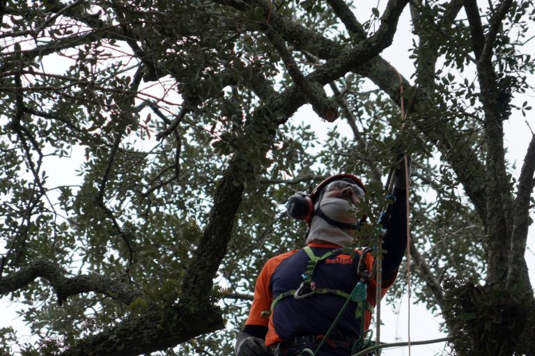 Preservationists are working to extend the life of a rare Revolutionary War 'witness tree' | iNFOnews.ca