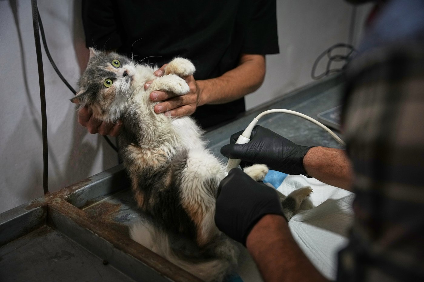 Photos of a rare veterinary clinic still open in war-battered Gaza | iNFOnews.ca