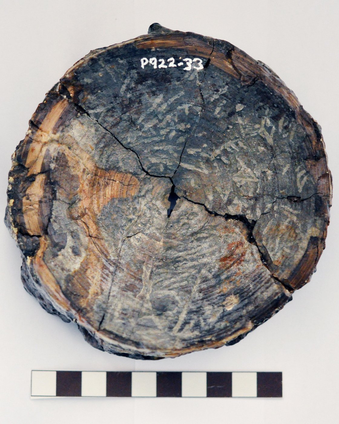 Before megalodon, researchers say a monstrous shark ruled ancient Australian seas | iNFOnews.ca