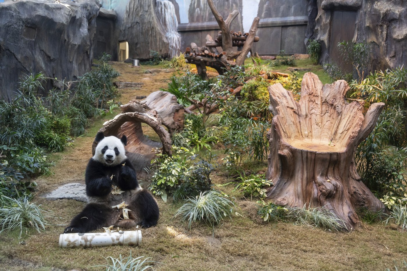 Hong Kong launches panda sculpture tour as the city hopes the bear craze boosts tourism | iNFOnews.ca