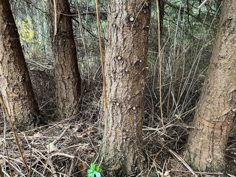 About 70 trees deliberately cut around their bases, left to die in Powell River, B.C. | iNFOnews.ca