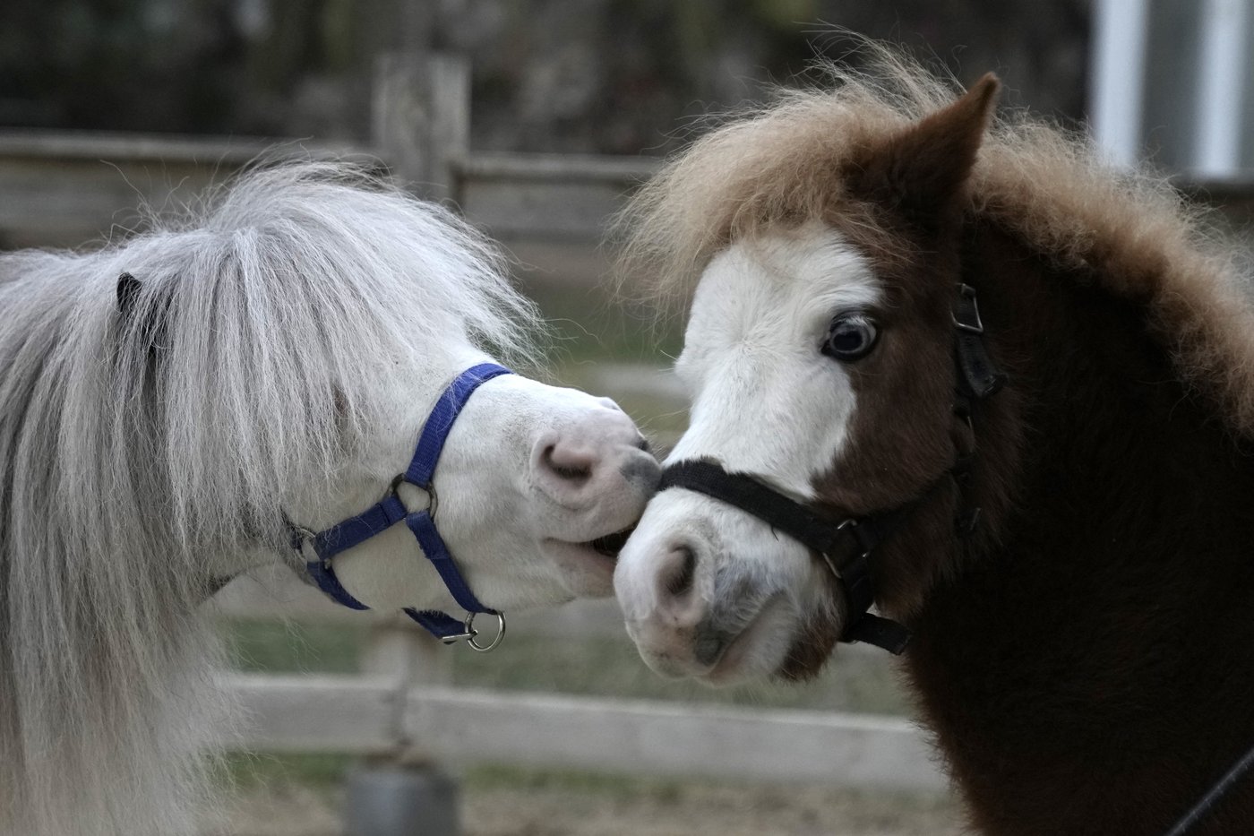 Greece's only miniature therapy horses bring joy to many, but their charity is struggling | iNFOnews.ca