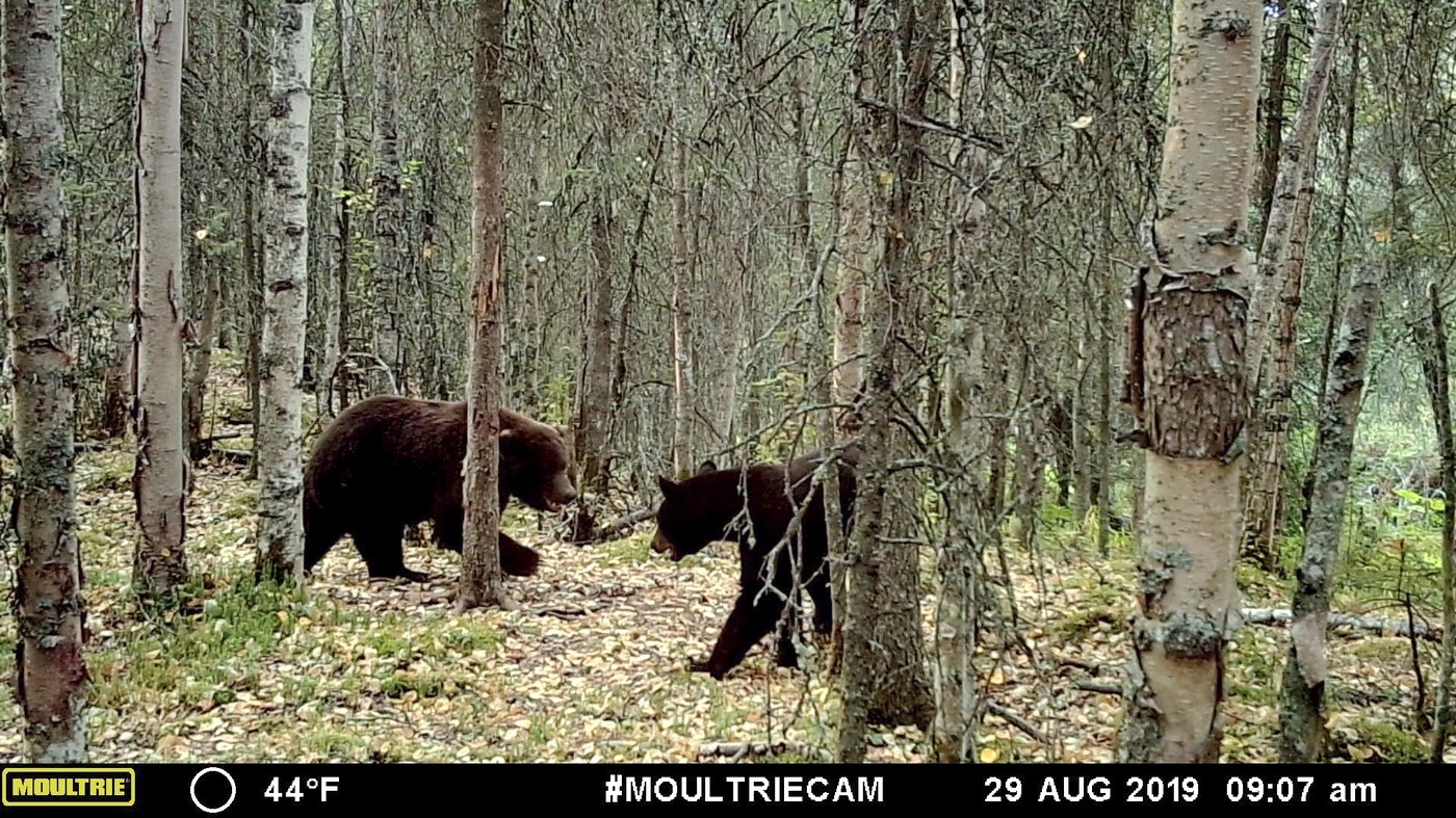 It's not just Fat Bear Week in Alaska. Trail cameras are also capturing wolves, moose and more | iNFOnews.ca It's not just Fat Bear Week in Alaska. Trail cameras are also capturing wolves, moose and more | iNFOnews.ca