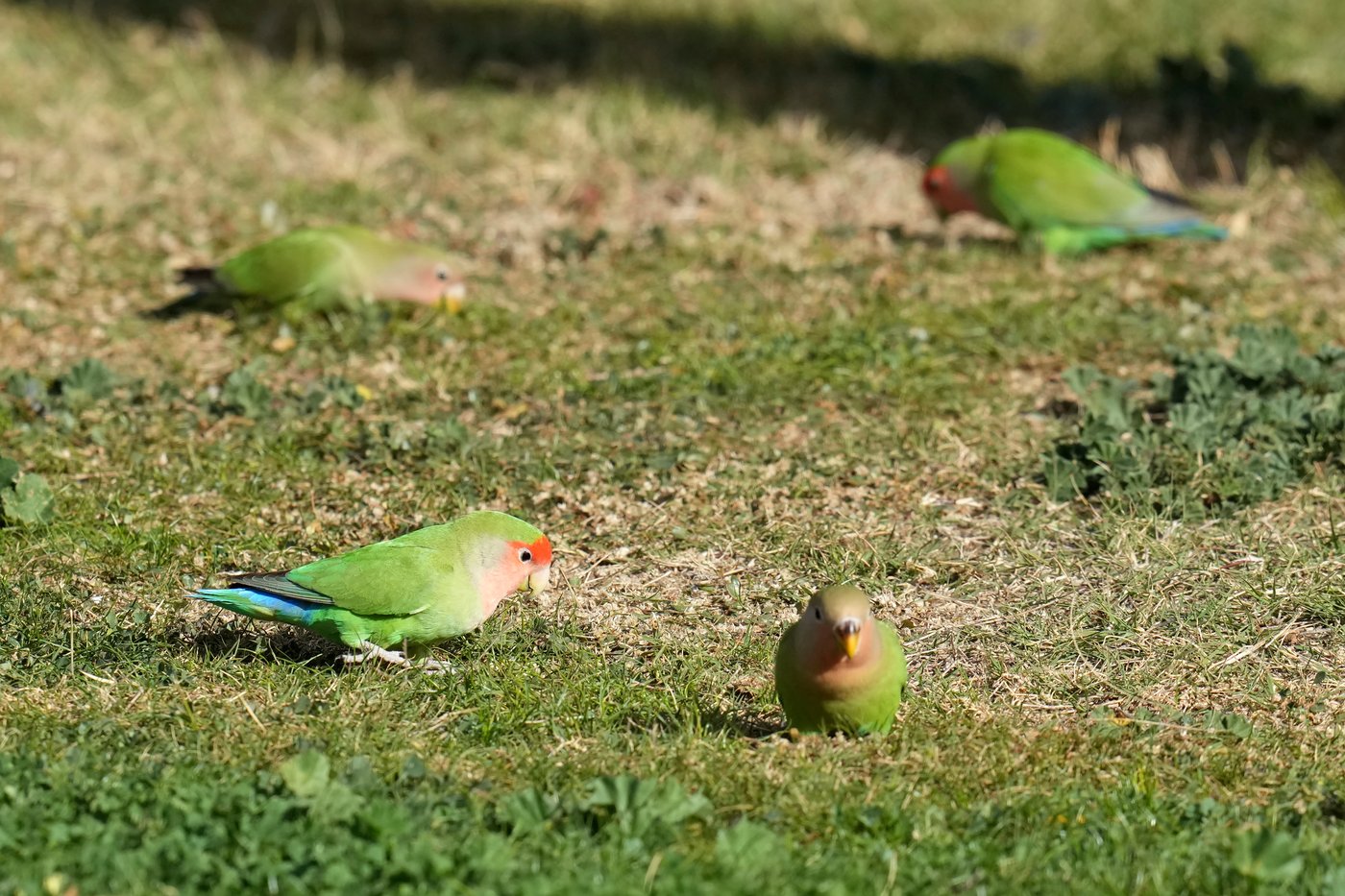 What we can learn from lovebirds, the rare birds that mate for life | iNFOnews.ca What we can learn from lovebirds, the rare birds that mate for life | iNFOnews.ca
