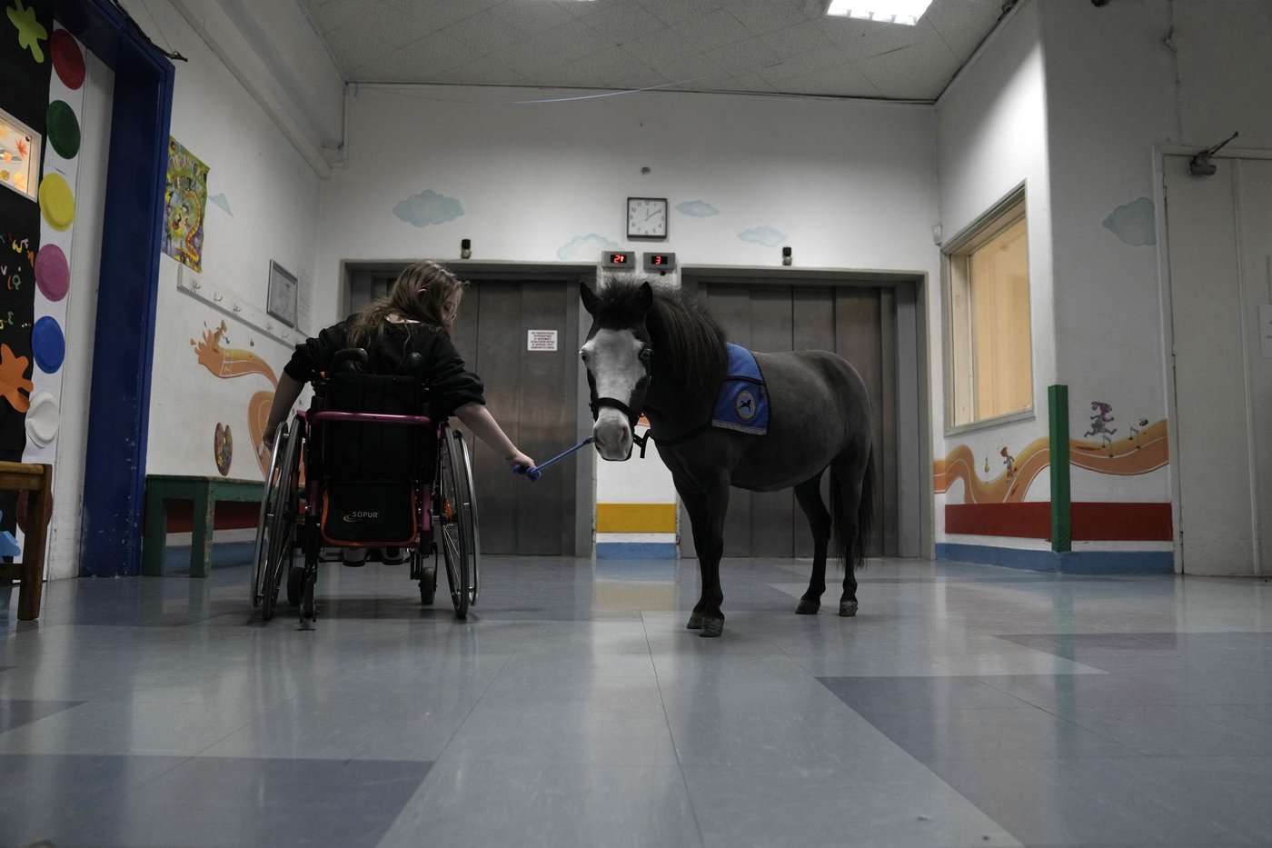 Greece's only miniature therapy horses bring joy to many, but their charity is struggling | iNFOnews.ca