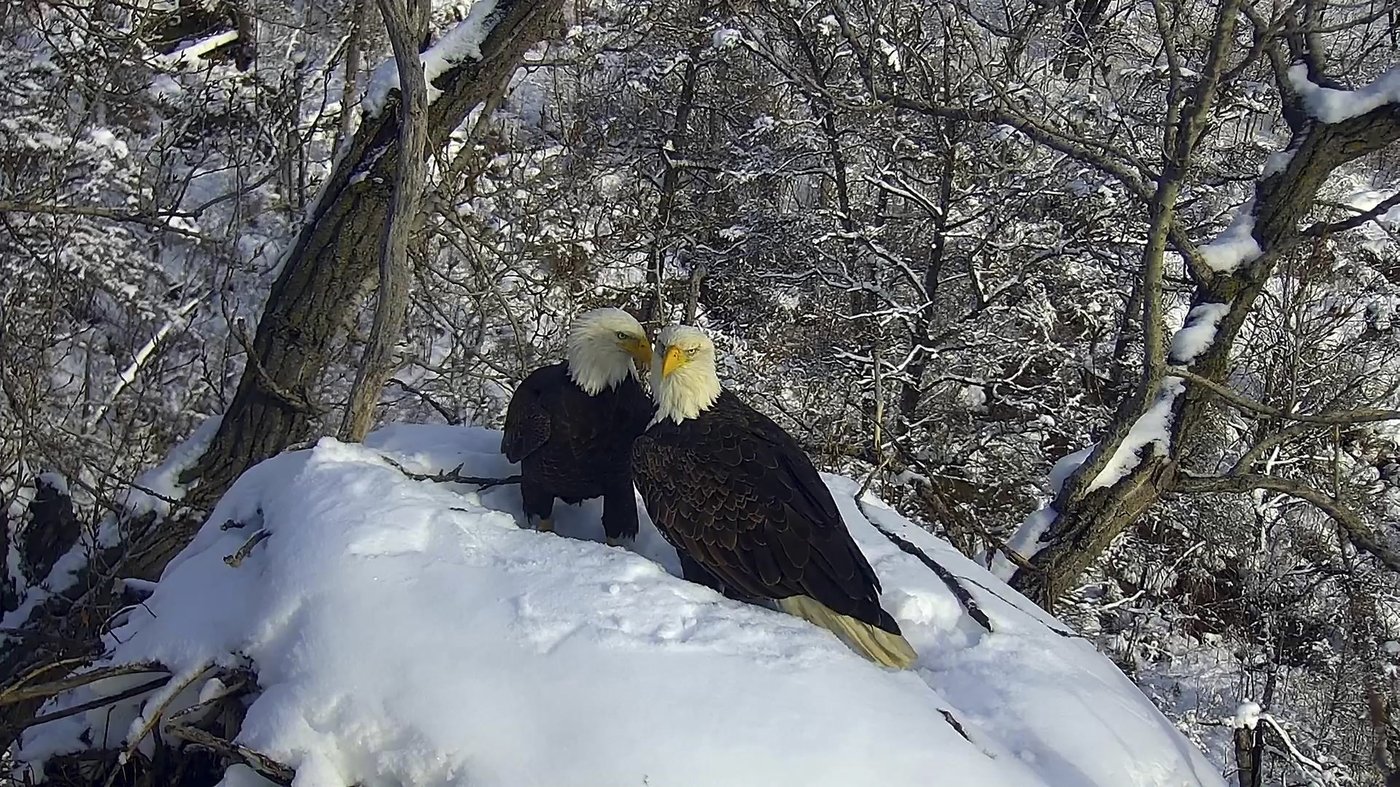 New eagle camera is going live in Minnesota to the delight of global viewers | iNFOnews.ca New eagle camera is going live in Minnesota to the delight of global viewers | iNFOnews.ca