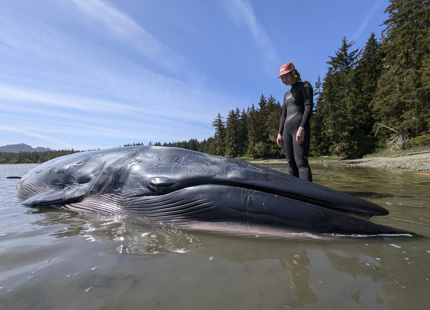 Bryde's whale washes ashore in only known sighting of the animal in B.C. | iNFOnews.ca Bryde's whale washes ashore in only known sighting of the animal in B.C. | iNFOnews.ca