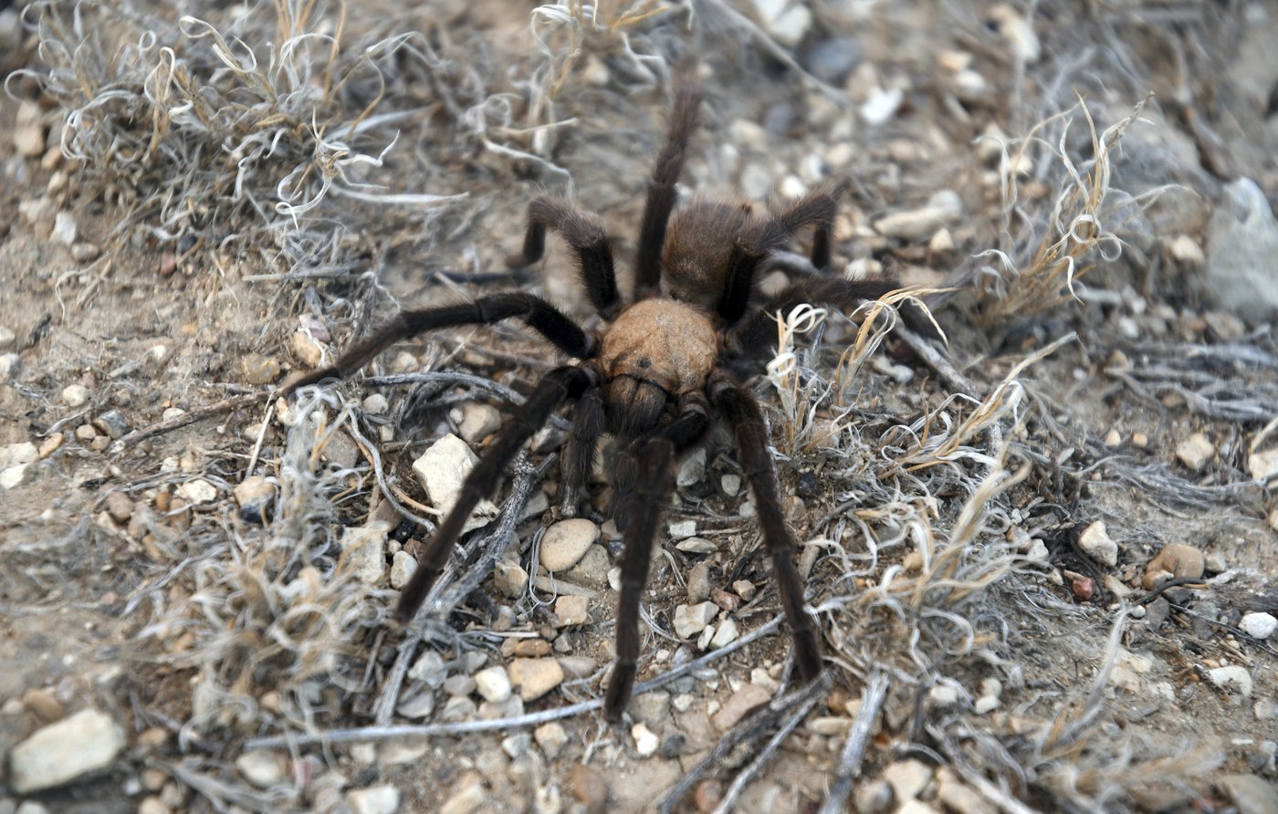 Spider lovers scurry to Colorado town in search of mating tarantulas and community | iNFOnews.ca Spider lovers scurry to Colorado town in search of mating tarantulas and community | iNFOnews.ca