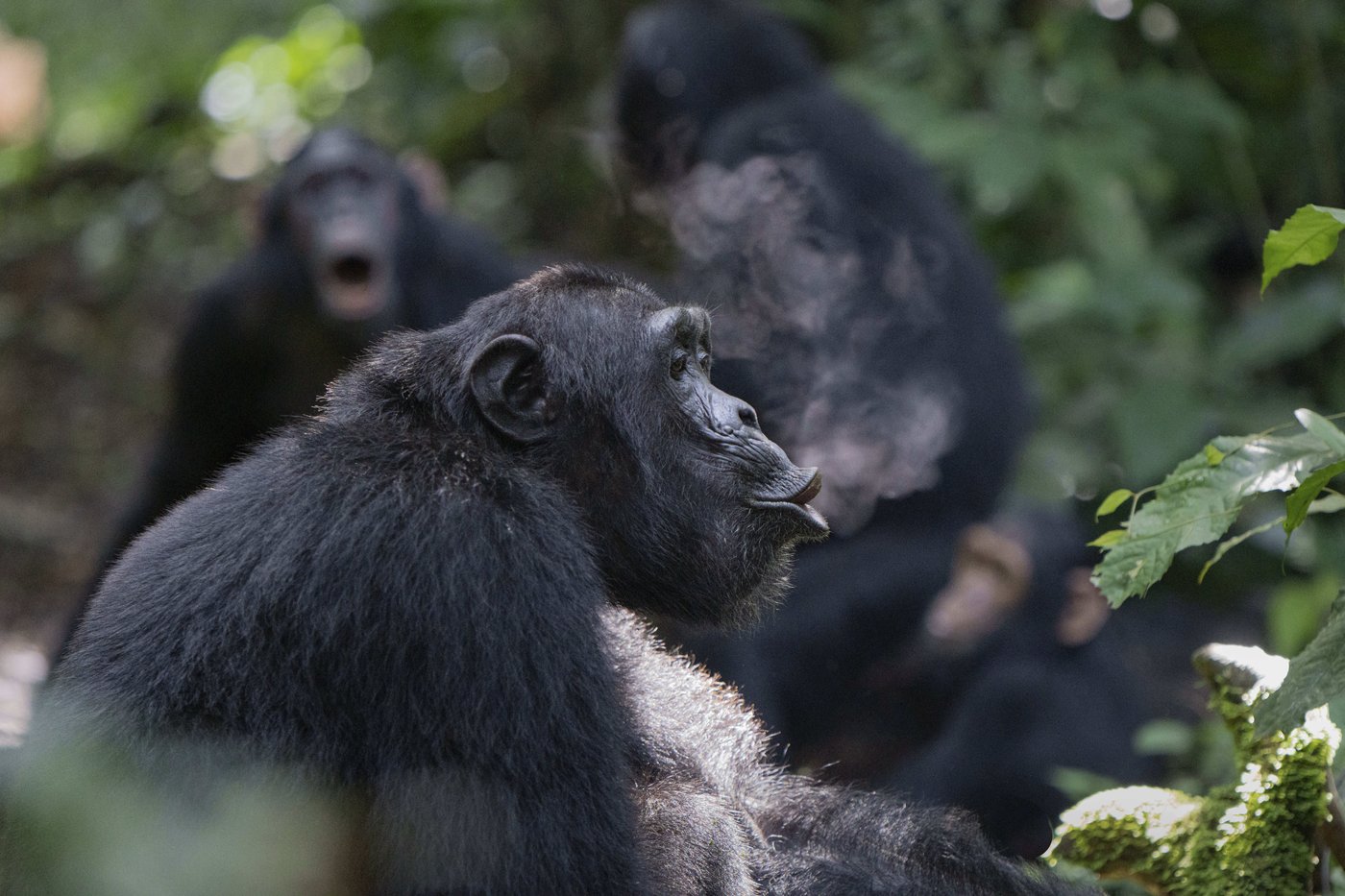 Chimpanzees drum with regular rhythm when they beat on tree trunks, a form of ancient communication | iNFOnews.ca