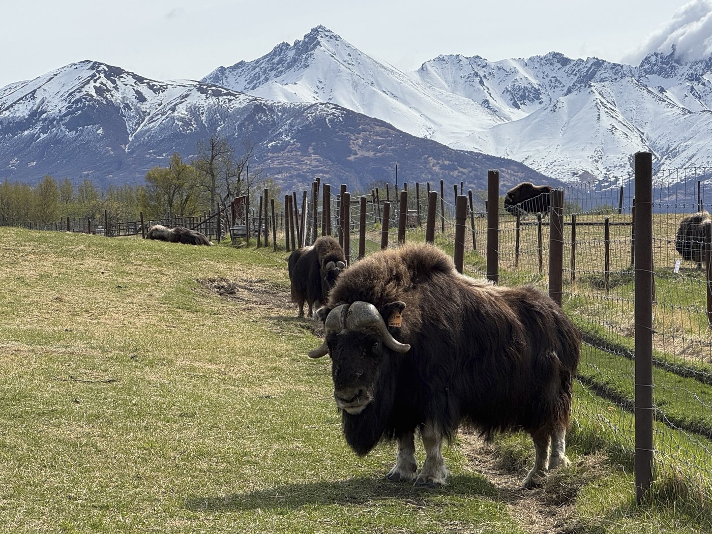 An Alaska Mother's Day tradition: Mingling with ice age survivors on a farm | iNFOnews.ca An Alaska Mother's Day tradition: Mingling with ice age survivors on a farm | iNFOnews.ca