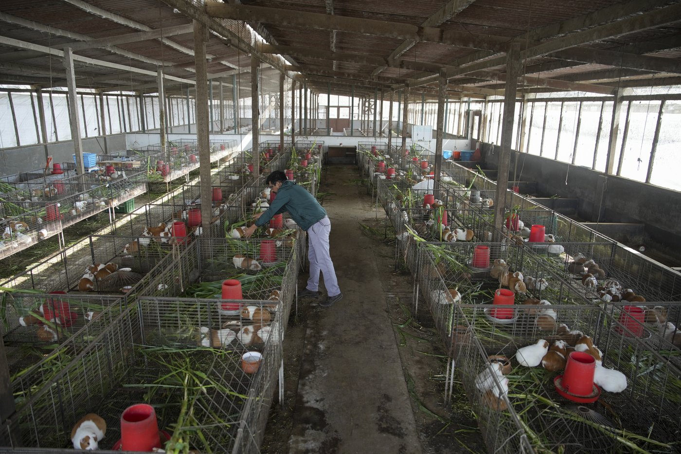 Peru celebrates 2 decades of a fast-growing breed of guinea pigs eaten as a delicacy | iNFOnews.ca