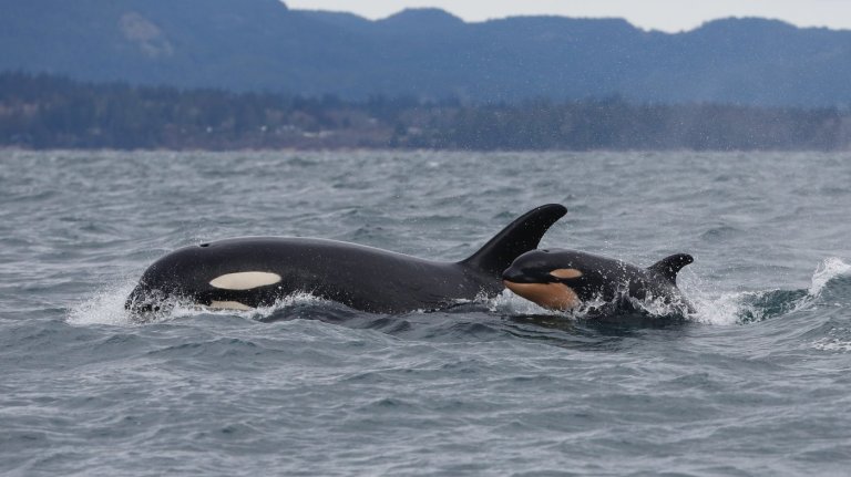 Southern resident killer whales show signs of slow decline toward disappearance | iNFOnews.ca