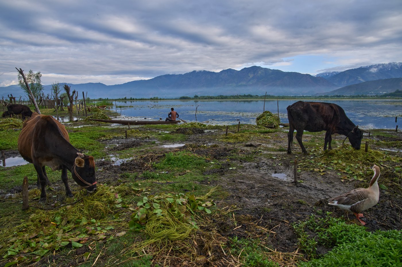Warming climate, pollution and unplanned growth push Kashmir’s lakes toward disappearance | iNFOnews.ca