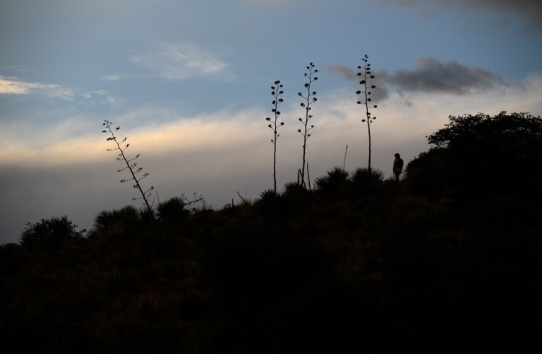 Agave or bust! Mexican long-nosed bats head farther north in search of sweet nectar | iNFOnews.ca