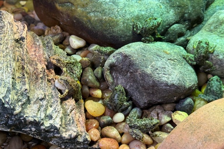 An endangered frog nursery in LA cares for hundreds of tadpoles until they're ready for the wild | iNFOnews.ca