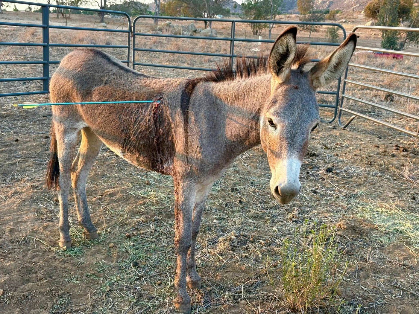 Donkey recovering after latest arrow attack on wild burros in California | iNFOnews.ca