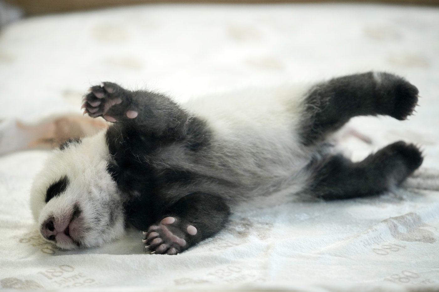 PHOTO COLLECTION: Germany Giant Pandas | iNFOnews.ca PHOTO COLLECTION: Germany Giant Pandas | iNFOnews.ca
