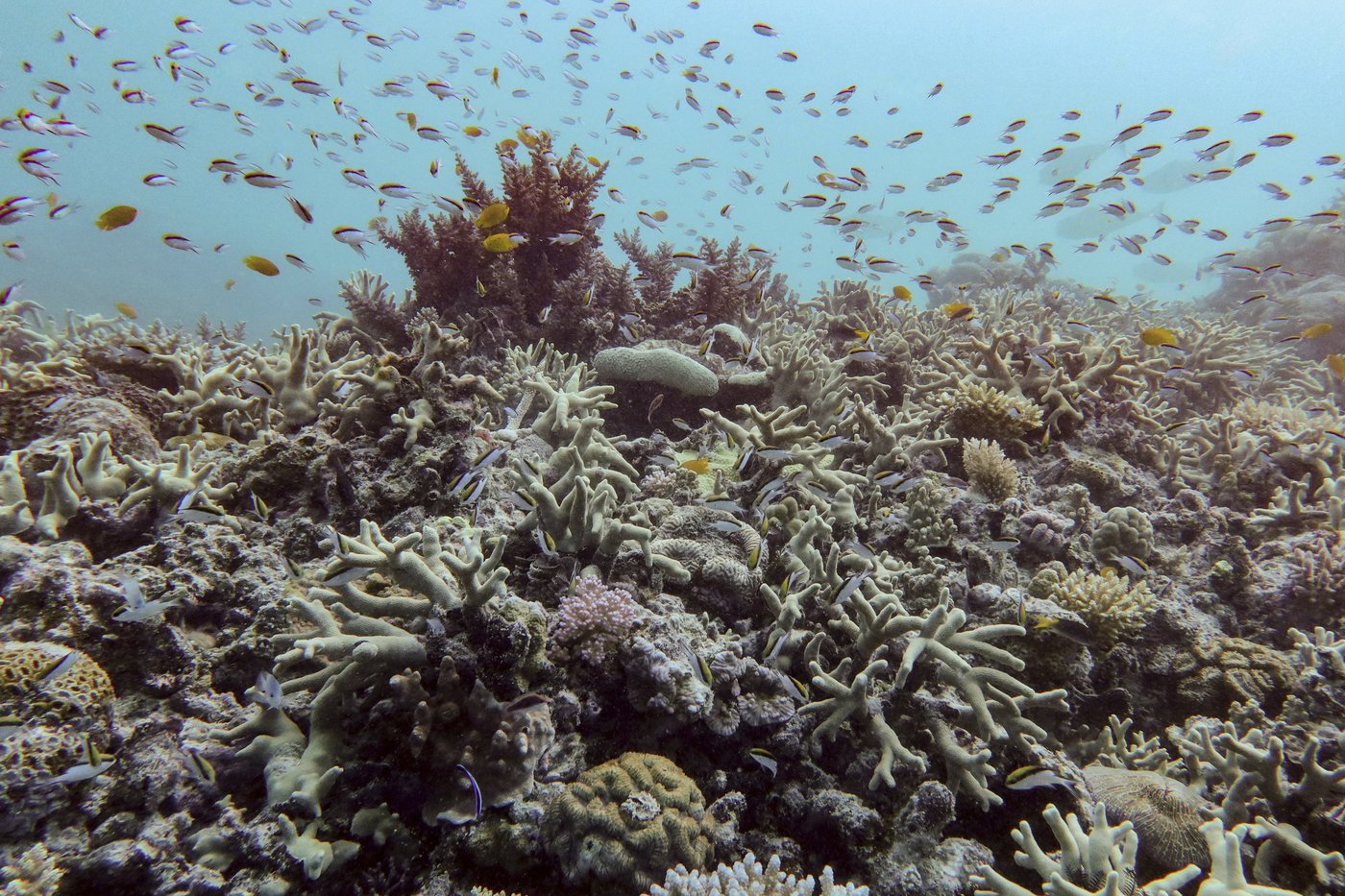 Great Barrier Reef records largest annual coral loss in 39 years | iNFOnews.ca