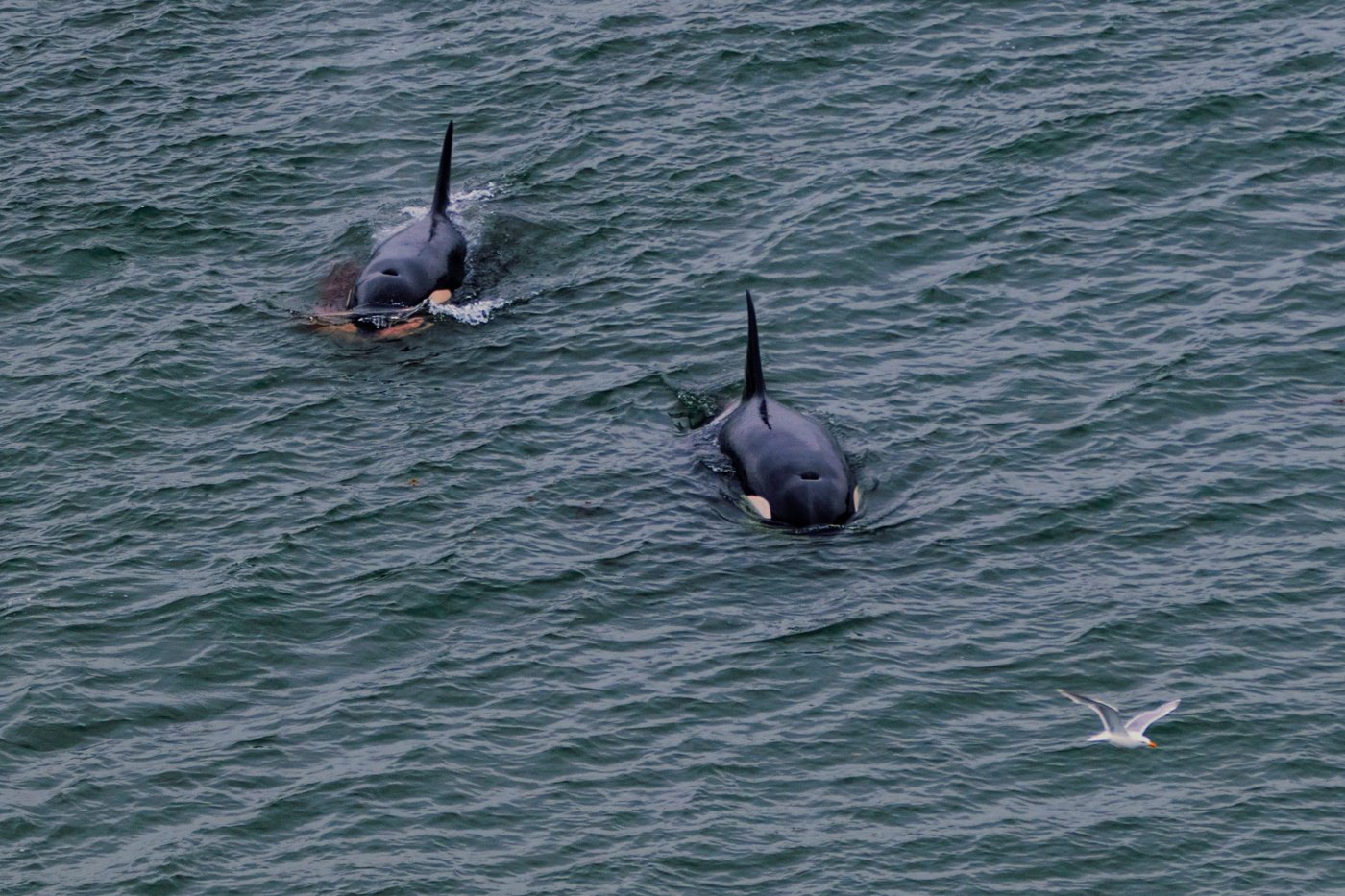 How Vancouver's urban orcas create connections and community among followers | iNFOnews.ca How Vancouver's urban orcas create connections and community among followers | iNFOnews.ca