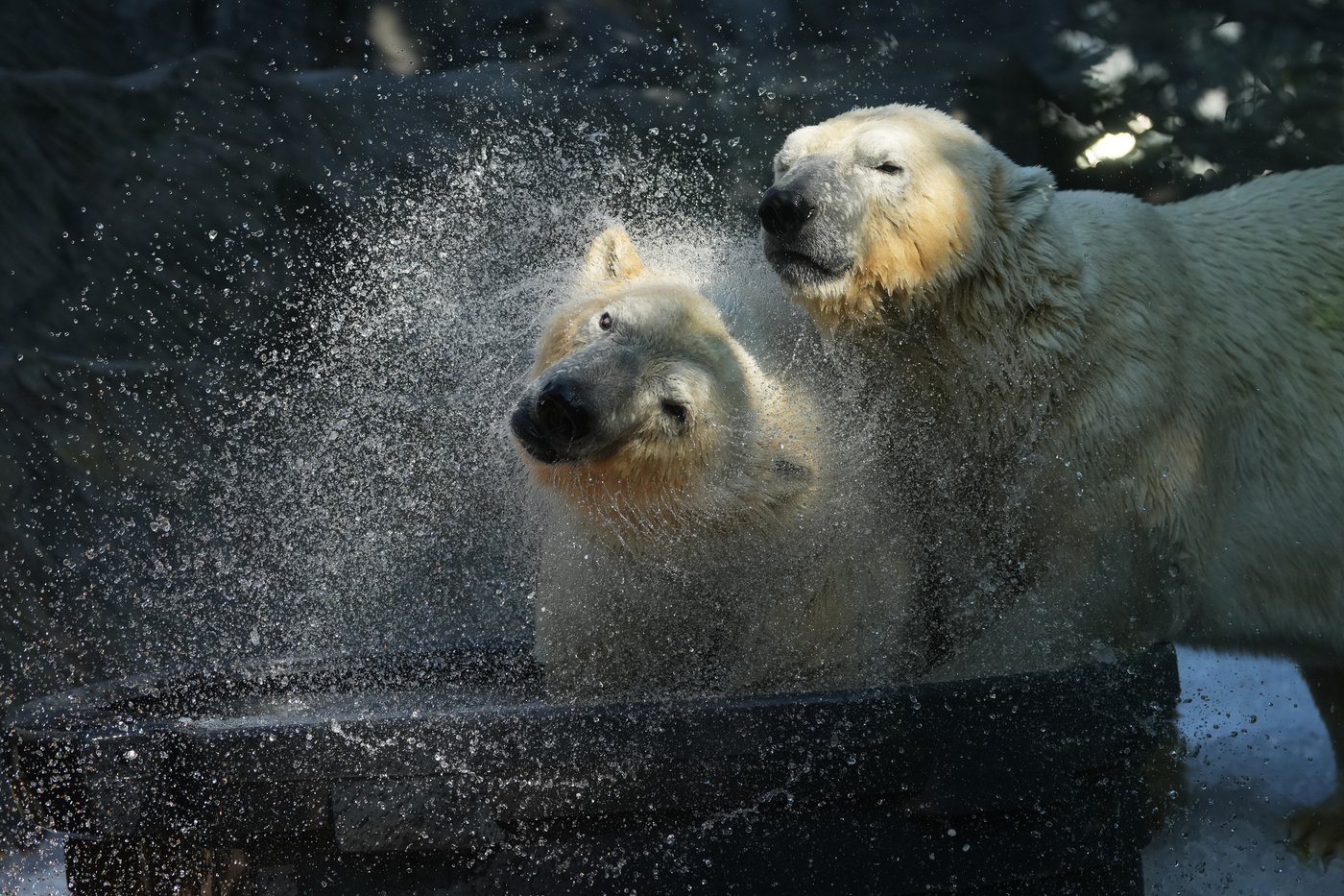Prague zoo keeps polar bears cool with ice cubes as European summer heatwave hits | iNFOnews.ca Prague zoo keeps polar bears cool with ice cubes as European summer heatwave hits | iNFOnews.ca