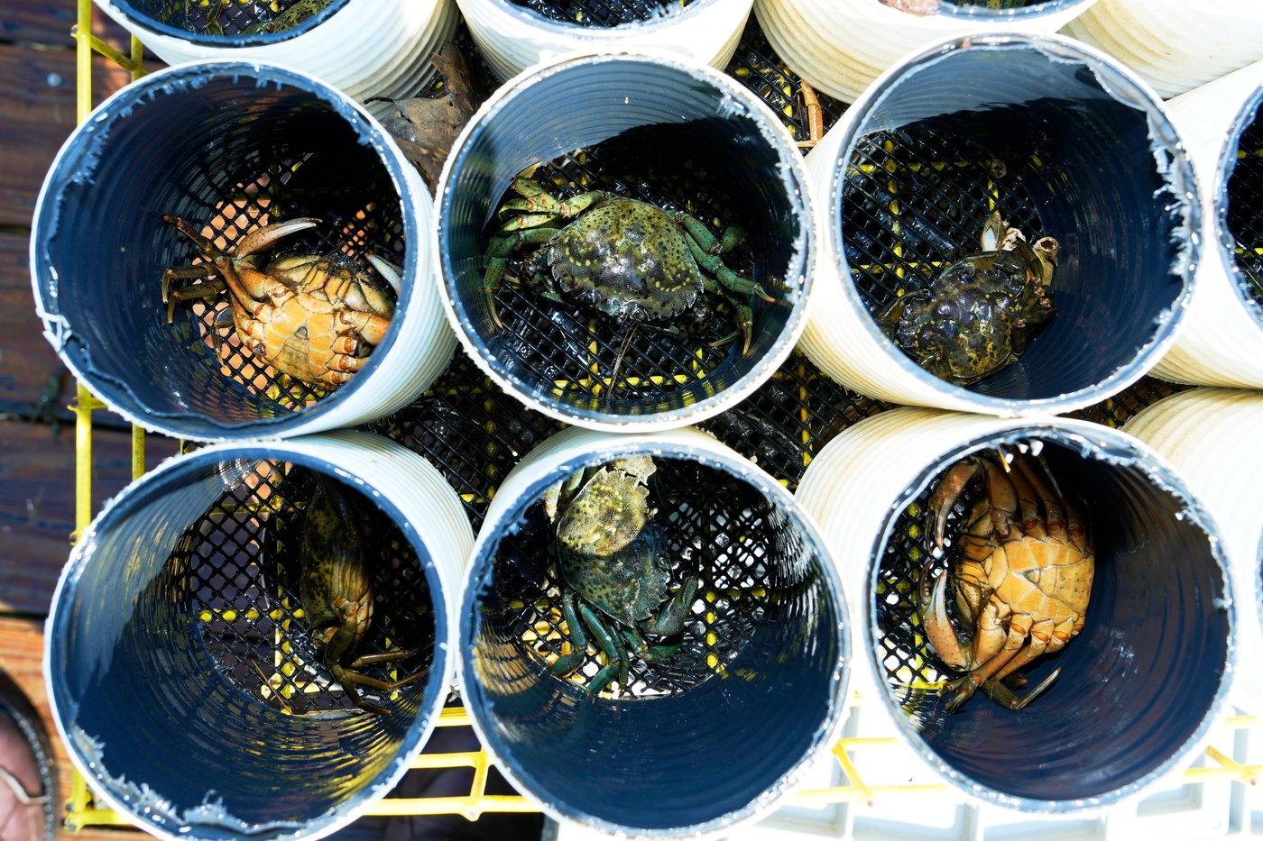 Invasive green crabs are bad for the environment, so New Englanders are starting to eat more of them | iNwine