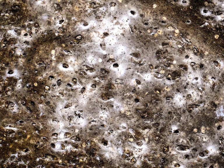 Arachnid super-web reveals the surprising 'constant party' life of cohabiting spiders | iNFOnews.ca