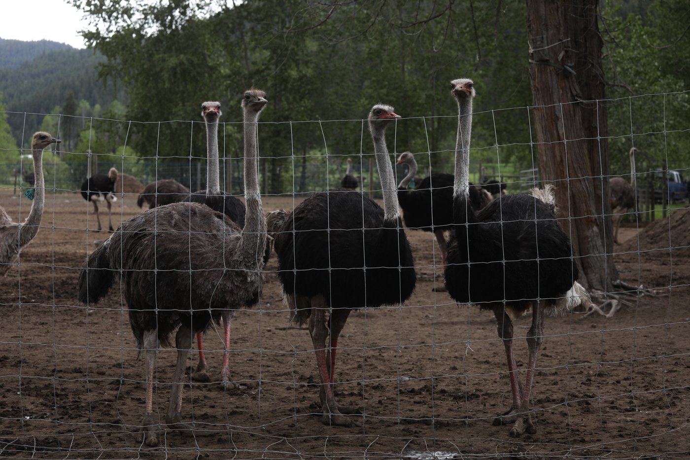 RCMP monitoring B.C. ostrich farm to ensure 'no criminal behaviour' | iNFOnews.ca RCMP monitoring B.C. ostrich farm to ensure 'no criminal behaviour' | iNFOnews.ca
