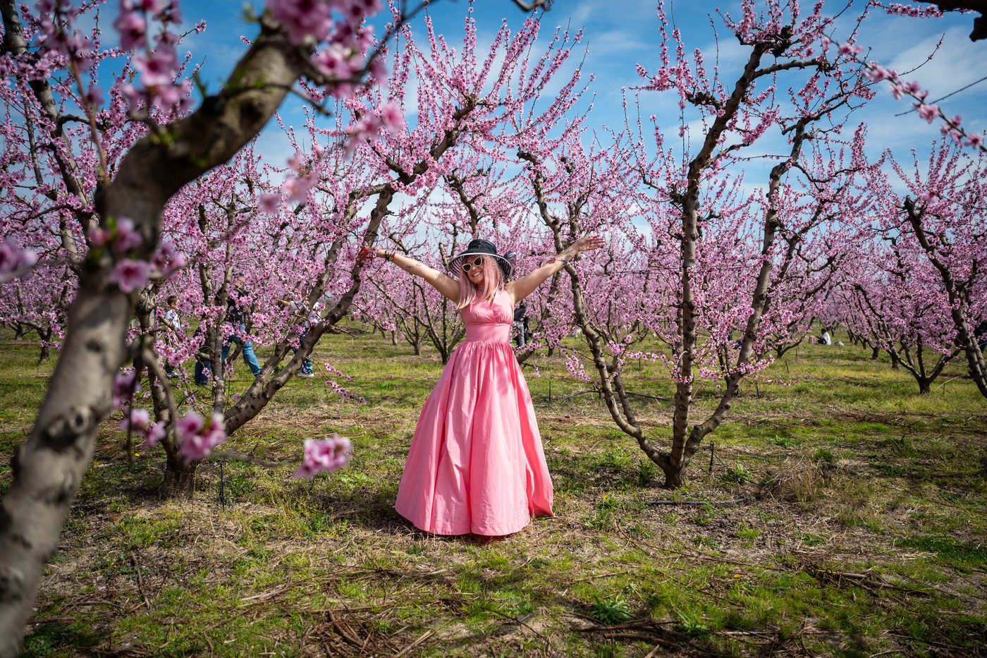 A pink veil across the fields: Thousands flock to Greece’s peach blossoms | iNFOnews.ca A pink veil across the fields: Thousands flock to Greece’s peach blossoms | iNFOnews.ca