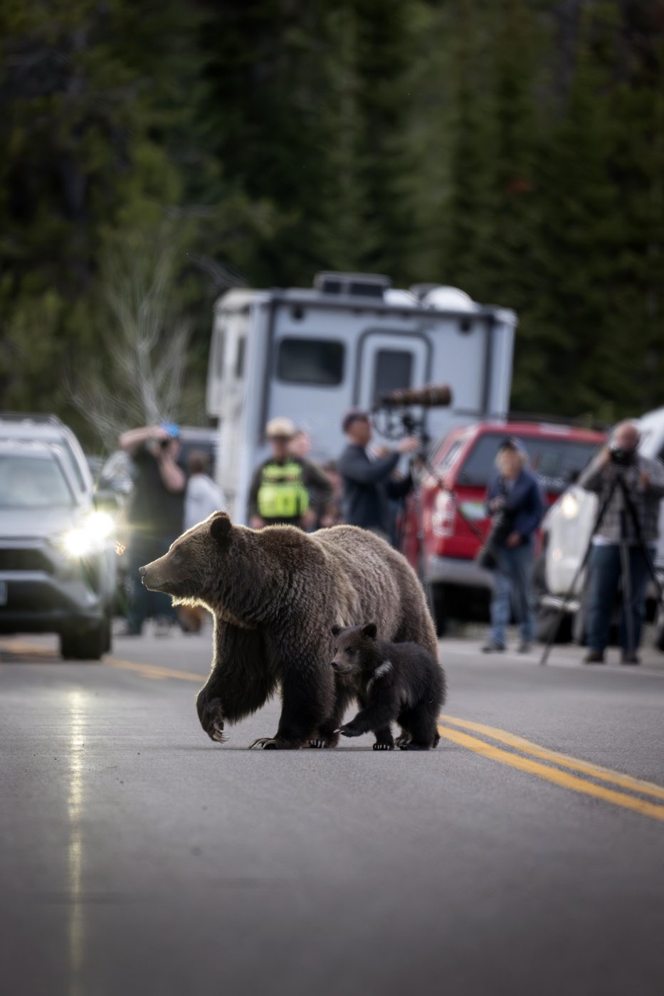 A cub of famous Wyoming grizzly No. 399 has been unseen since his mom's death but odds look good | iNFOnews.ca