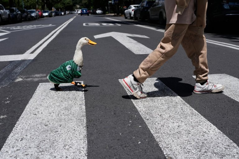 Meet Merlin the duck, a Mexico City streetside regular turned World Cup mascot | iNFOnews.ca
