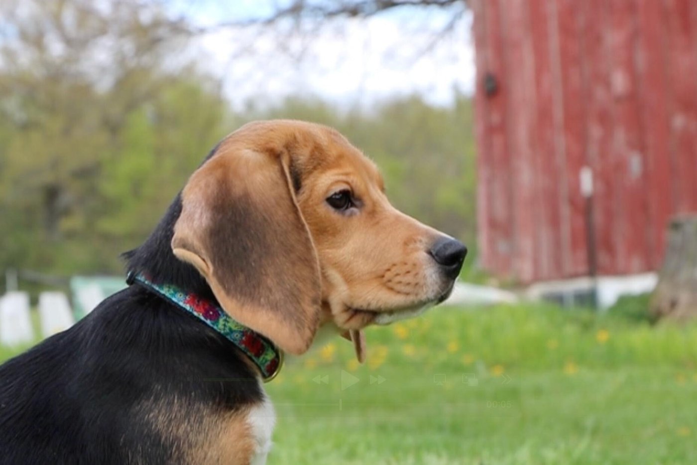 1,500 beagles will get new lives, warm laps after release from research facility | iNFOnews.ca