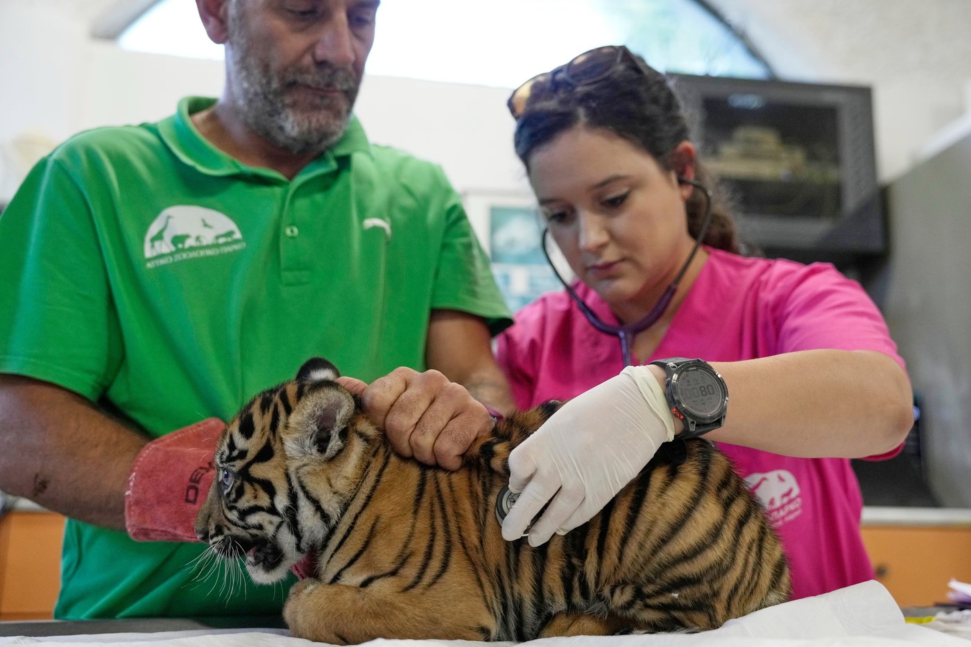 World's most endangered tigers born in Greece as zoos build a safety net | iNFOnews.ca