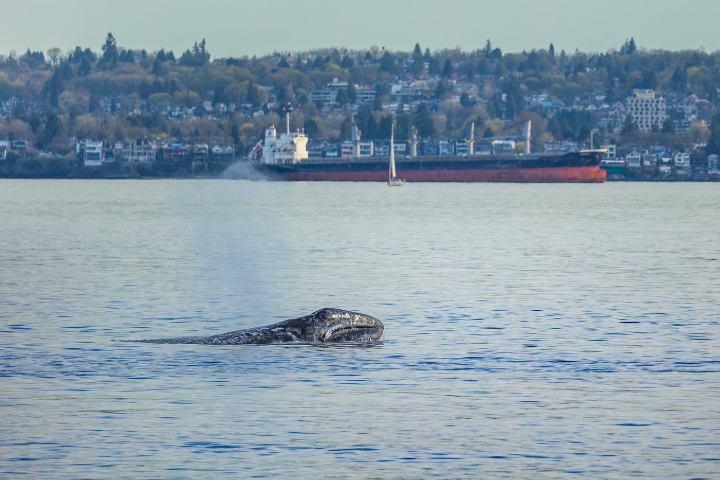 Grey whale 'Little Patch' mesmerizes, sparks connection in Metro Vancouver | iNFOnews.ca Grey whale 'Little Patch' mesmerizes, sparks connection in Metro Vancouver | iNFOnews.ca