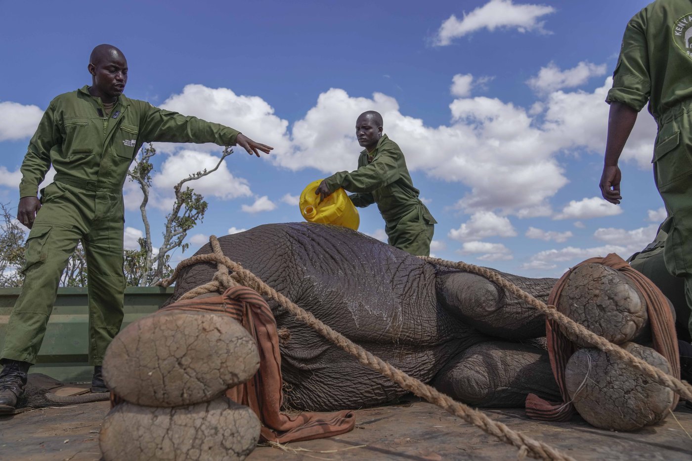 Kenya moves 50 elephants to a larger park, says it's a sign poaching is low | iNFOnews.ca Kenya moves 50 elephants to a larger park, says it's a sign poaching is low | iNFOnews.ca