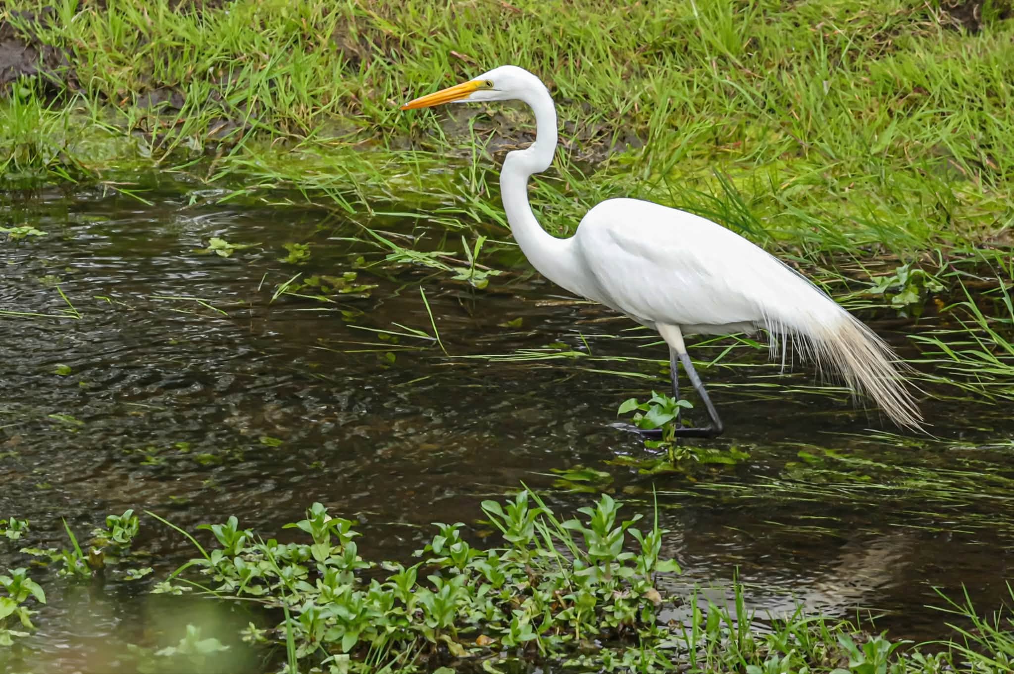 A big, white bird wades in shallow water.