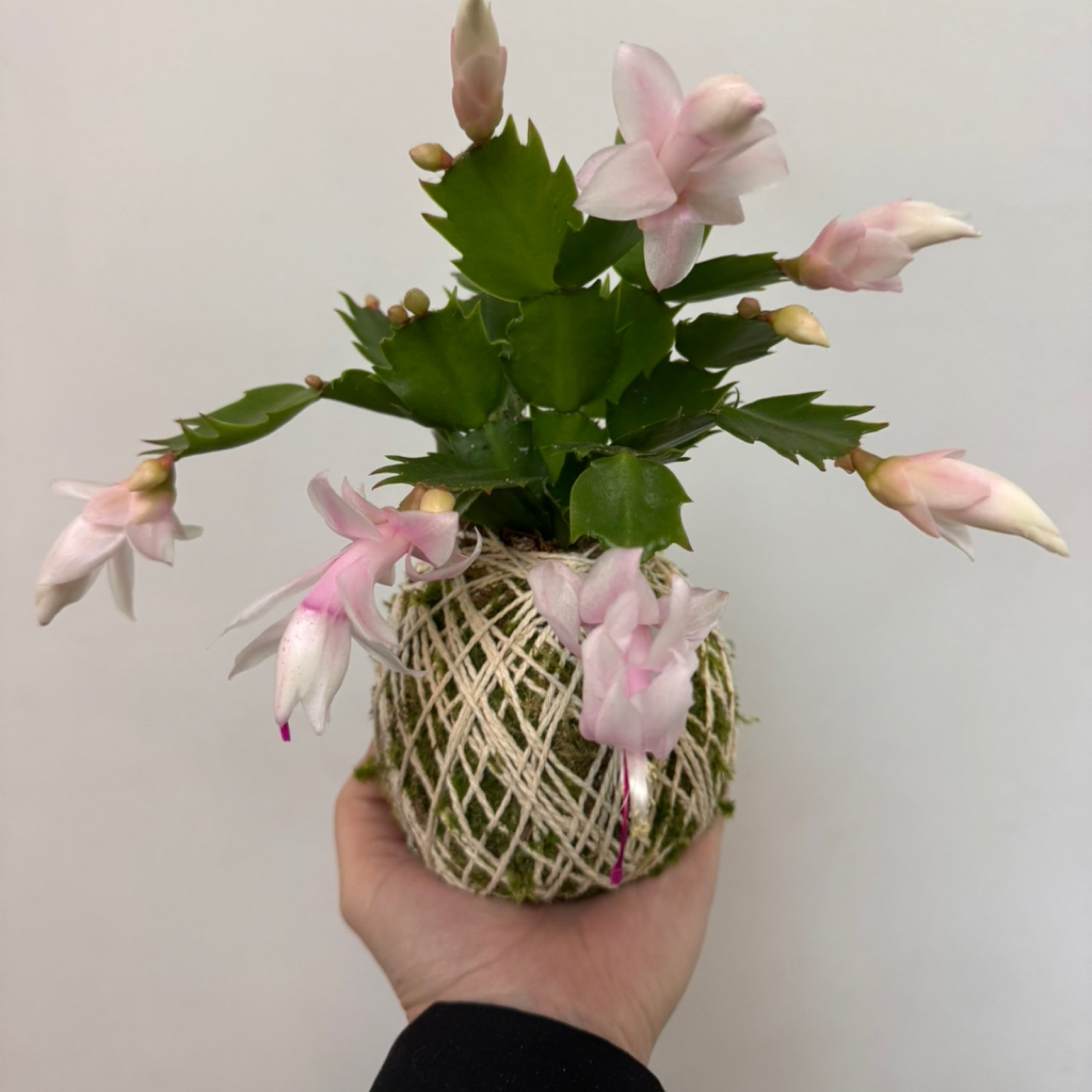 Sahara Garden Art Co.