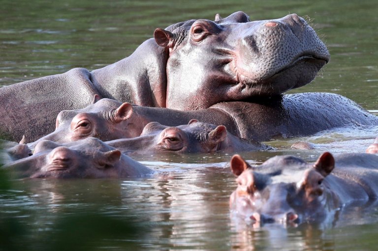 Colombia approves plan to cull dozens of wild hippos | iNFOnews.ca