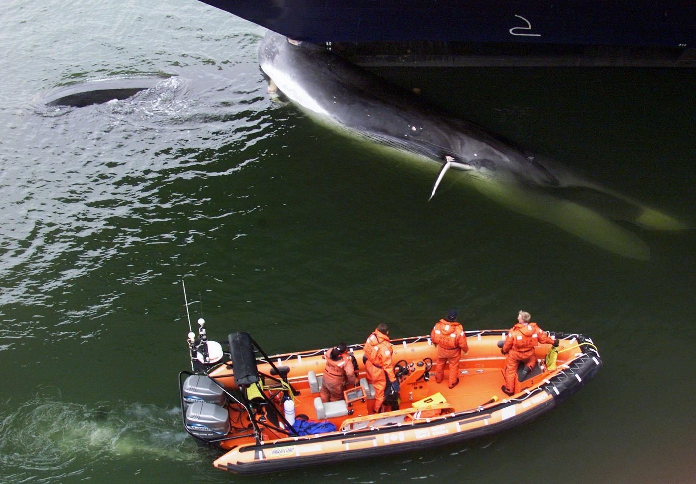 Ship strikes kill thousands of whales. A study of hot spots could map out solutions | iNFOnews.ca