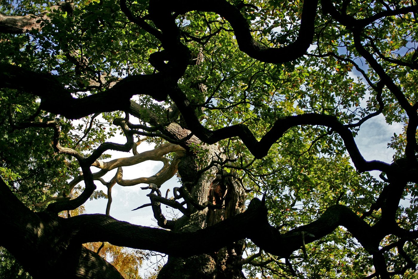 An ancient oak tree said to have sheltered legendary Robin Hood has died | iNFOnews.ca An ancient oak tree said to have sheltered legendary Robin Hood has died | iNFOnews.ca