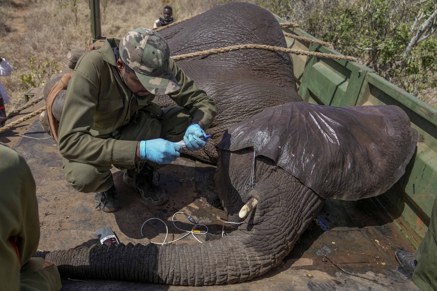 Kenya moves 50 elephants to a larger park, says it's a sign poaching is low | iNFOnews.ca Kenya moves 50 elephants to a larger park, says it's a sign poaching is low | iNFOnews.ca