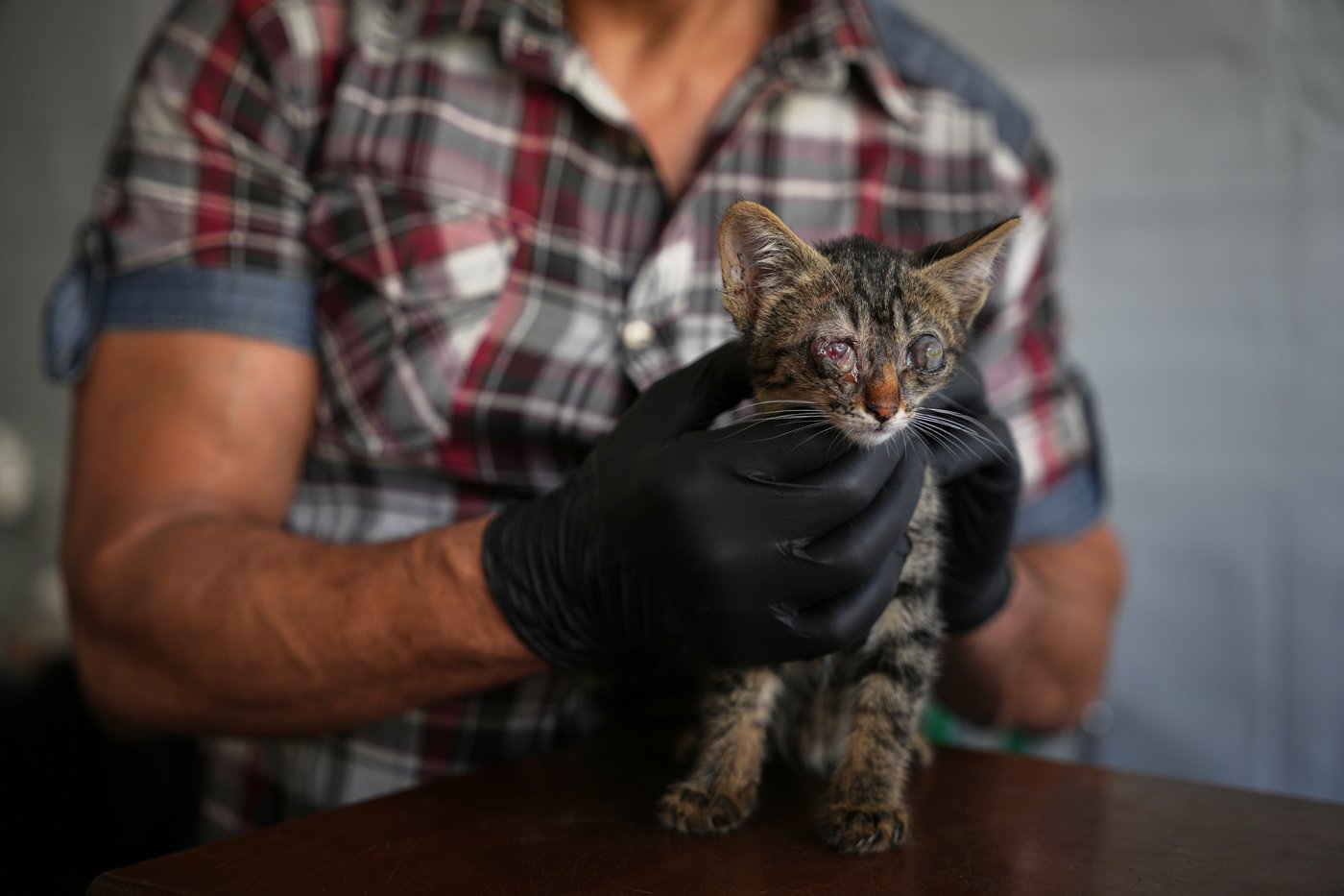 Photos of a rare veterinary clinic still open in war-battered Gaza | iNFOnews.ca
