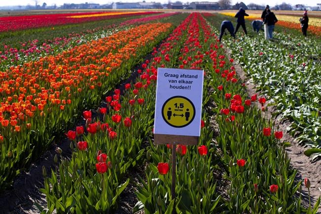 'The value of a statistical life' and tiptoe through Dutch tulips; In The News for March 27 | iNFOnews.ca