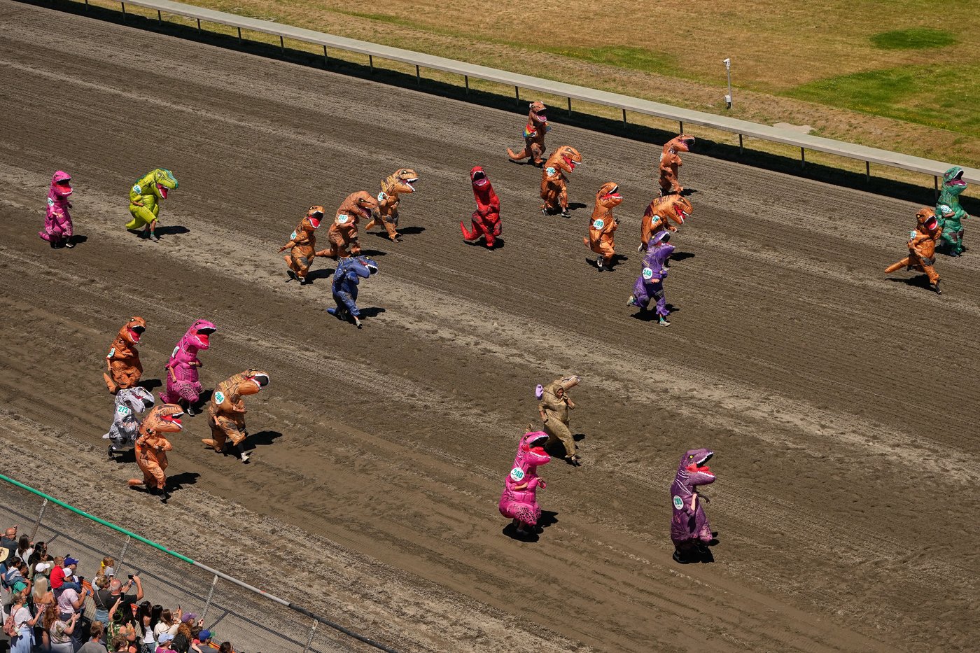 Inflatable dinosaurs race at Emerald Downs, in photos | iNFOnews.ca